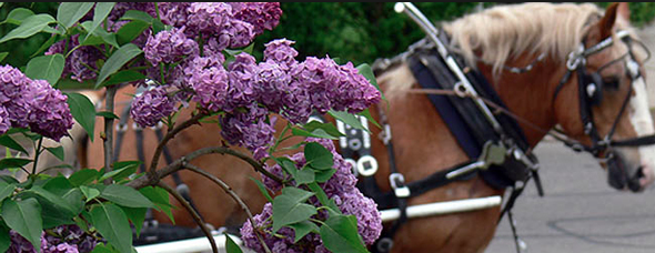 Lilacs bloom in every shade of purple and pink imaginable just in time for the Lilac Festival