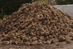 Murdick's Fudge Michigan Sugar Beets