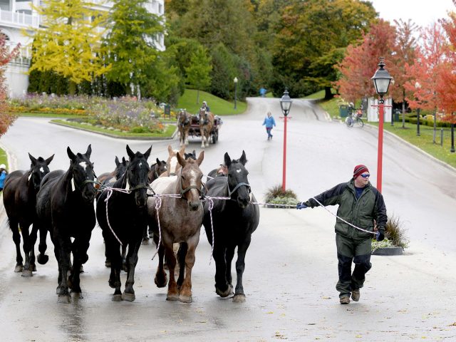 Murdick's Fudge Mackinac Horses Roundup