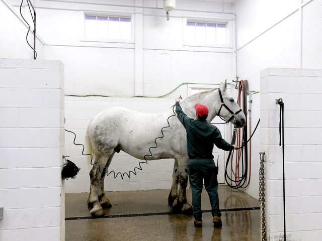 Mackinac Horses 2