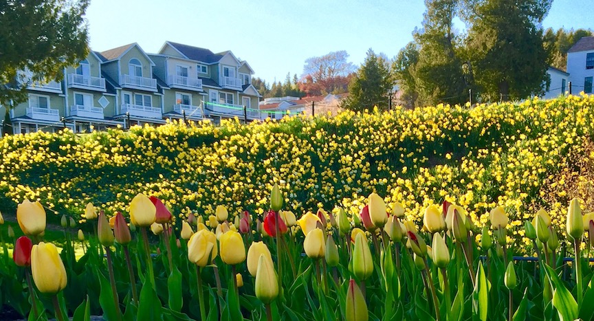 Original Murdick's Fudge Mission Point Tulips