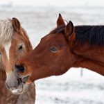 Original Murdicks Fudge Valentines Day horses