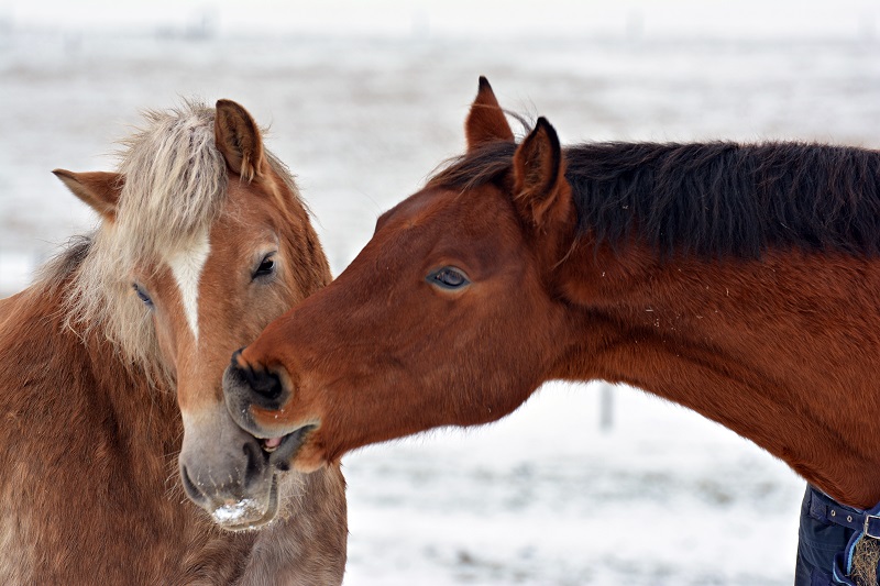 Original Murdicks Fudge Valentines Day horses