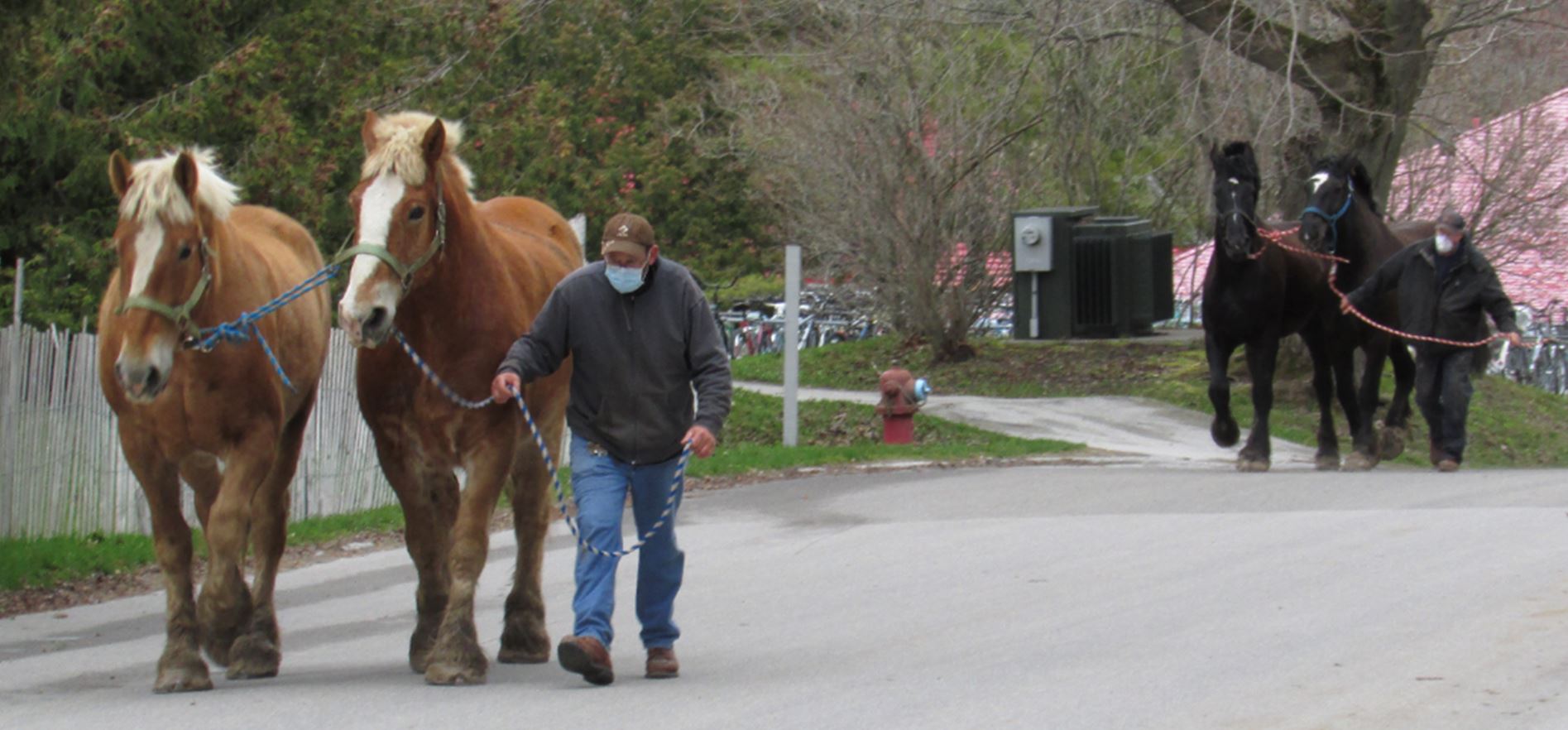 Horses return to Mackinac Island during COVID-19