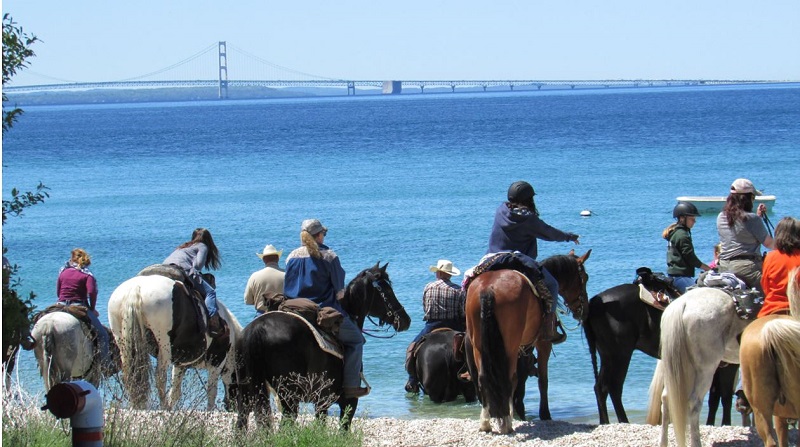 Mackinac Island Horses